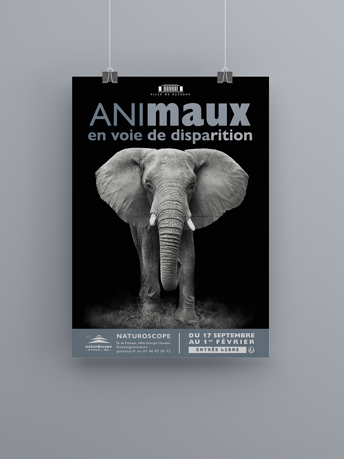 affiche animaux_mise en situation_elephant_BD