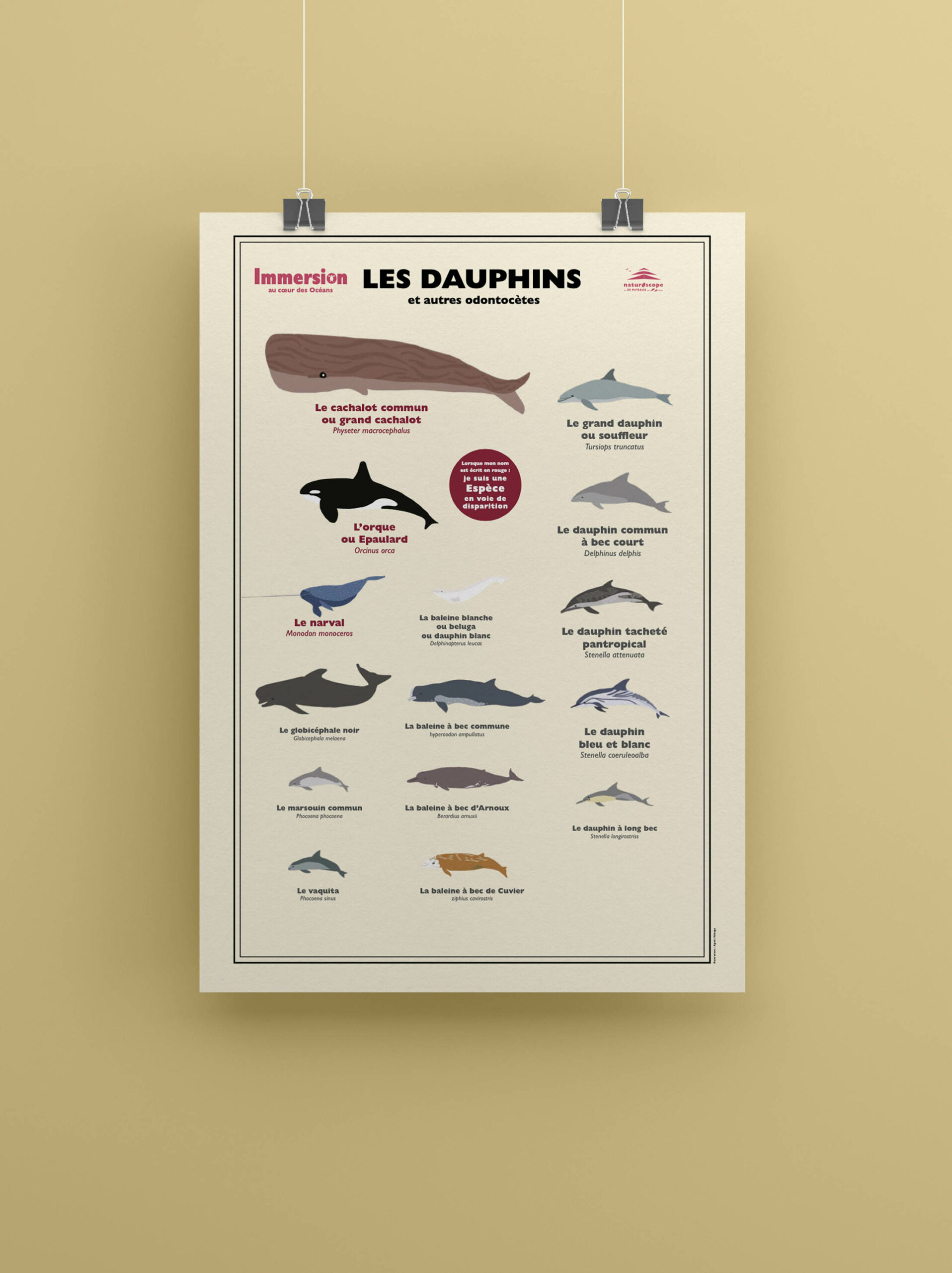 posters oceans_mise en situation_dauphins